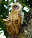 Image result for monkey in the rain forest