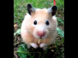 Image result for syrian hamster