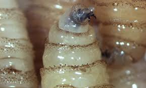 Confirman 23 casos de gusano barrenador en Morelos