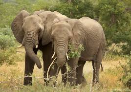 Image result for African bush elephant