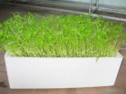 Image result for RAU MẦM CẢI XANH