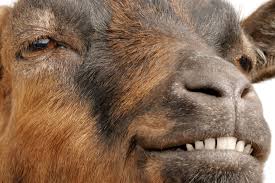 Image result for GOAT