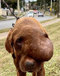 Why Does My Dog Have A Big Ball on Her Face | TikTok