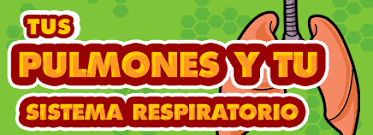 Resultado de imagen para pulmones