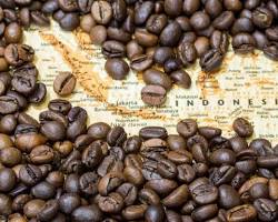 Gambar variety of Indonesian coffee beans
