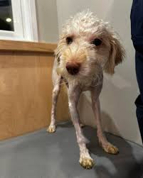 Ziggy's before and after!!! He is just adorable. He is 10 pounds and 1 year old. He was found as a skinny, matted stray in Kensington. Stay tuned to hear more about