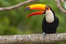 Resultado de imagem para pantanal matogrossense