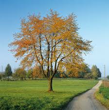 Afbeeldingsresultaat voor herfst bomen