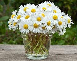 Papatya &ccedil;i&ccedil;eği