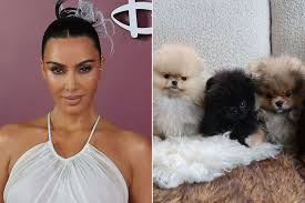 Kim Kardashian Faces PETA Backlash Over Puppy Gifts