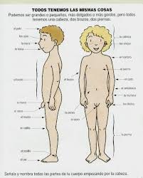 Resultado de imagen para cuerpo humano