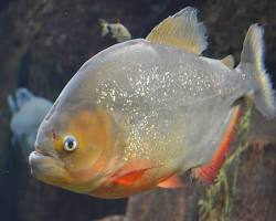 Piranha