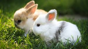 Image result for RABBIT