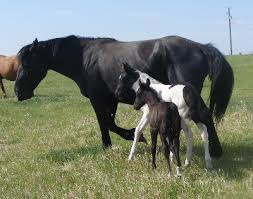 Twin Foals born at Twin Valley Ranch
