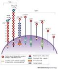 REVIEW Siglecsthe major subfamily of I-type lectins