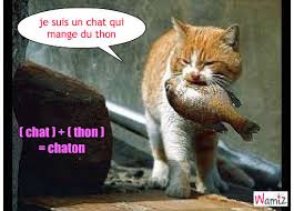 Résultat de recherche d'images pour "chaton qui mange"