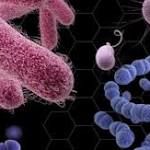  'Nightmare bacteria' stalk US hospitals