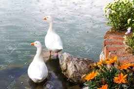 Image result for images for ducks in the rain