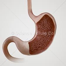 Image result for human stomach