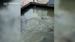 WFLA - News update