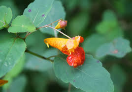 Image result for jewelweed