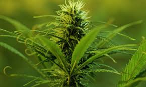Cannabis Consulting