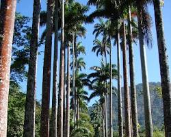 Jardim Botânico Rio de Janeiro Palmeiras Imperiais, gerada com IA