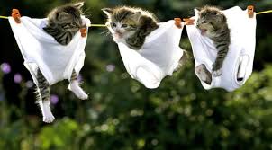 Résultat de recherche d'images pour "chat"
