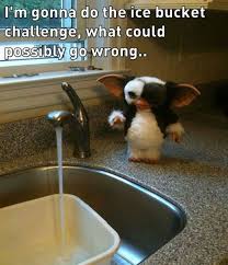 Image result for Animal Meme