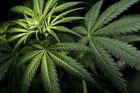 Resultado de imagen de Legalization