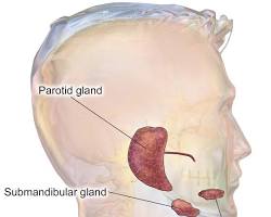 Image of Bartholin's glands location