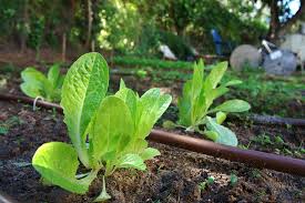 drip irrigation ile ilgili görsel sonucu