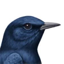 Hasil gambar untuk murai batu