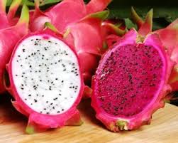 Image result for BUAH NAGA