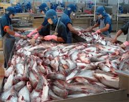 Image result for catfish processing