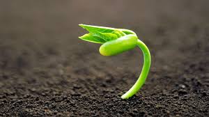 Image result for plant
