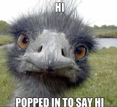 Image result for hi meme