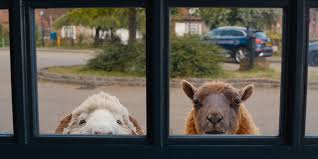 'The Sheep Detectives' review: A charming mystery for the whole family