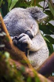 Sleeping Koala Bear Pictures, Photos, and Images for Facebook ... via Relatably.com