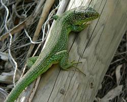 Imagem de Lagarto verde