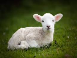 Resultado de imagen de lamb
