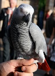 Image result for african grey parrot for sale