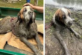 Dog stuck in mud gets dramatic rescue by bachelor party ...