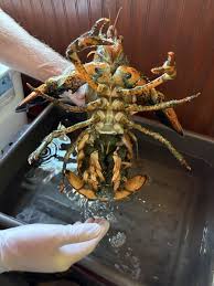 Surprise! A female lobster arrived to Red Lobster in St ...