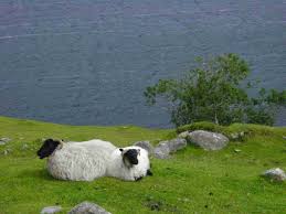 Schafe - Killary Fjord - Irland - Bild \u0026amp; Foto von Heinz Froelian ...