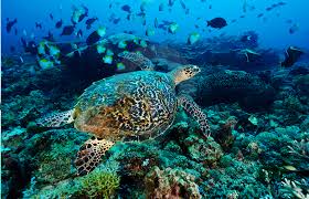 Hasil gambar untuk dasar laut raja ampat