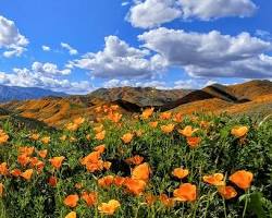 Image of redwood forest, desert landscape, California poppy field, and a lush California garden