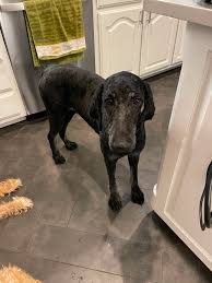 Thelma – Doodle Rock Rescue – Dallas TX