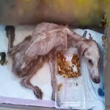 A resilient dog, discovered after two years of waiting in an ...