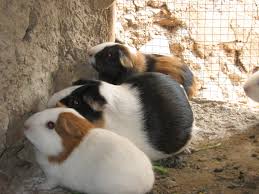 Resultado de imagen para imagenes de la flora yfauna del distrito de frias